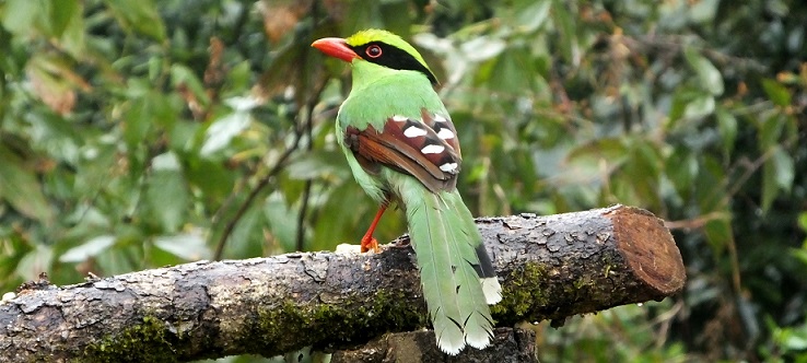 common Green magpie